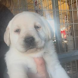 Autumn Moon Whisper - Yellow female Labrador Retriever puppy in Baldwin City, Kansas from Hedge Lane Labradors