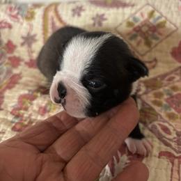 Teddy - Black and white male Boston Terrier puppy in Alabama from Southern Bulldogs
