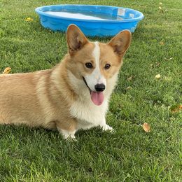 Pembroke Welsh Corgi and Poodle Puppies from Blue Diamond Kennel