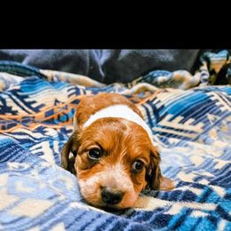 Scooter - Dapple male Dachshund puppy in El Mirage, Arizona from Sunset Dachshunds