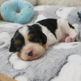 Tadhg - Tri-color male Cavalier King Charles Spaniel puppy in Marcellus, Michigan from Coolcreek Pets