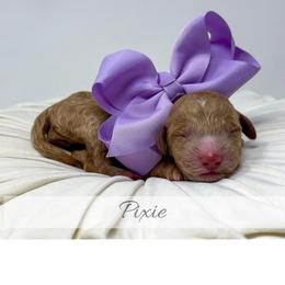 Pixie - Red  female Goldendoodle puppy in State Road, North Carolina from Must Love Doodles