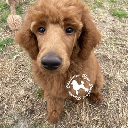 Poodle Puppies from Charleston Reds Standard Poodles