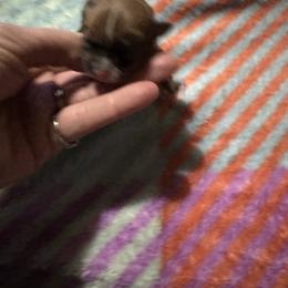 Chihuahua and Pembroke Welsh Corgi Puppies from Stephanie’s Corgi Colony