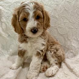 Hazel - Parti female Goldendoodle puppy in Cleburne, Texas from Doodles of the Brazos