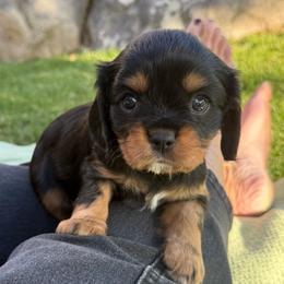 WINSTON - Black and tan male Cavalier King Charles Spaniel puppy in Draper, Utah from Peaks Pups — Exceptional by Nature. Raised with Purpose.