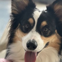 Pickle - Pembroke Welsh Corgi