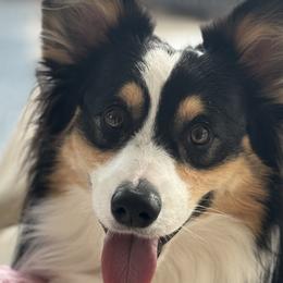 Pickle - Pembroke Welsh Corgi