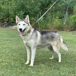 Everest - Siberian Husky