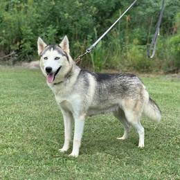 Everest - Siberian Husky