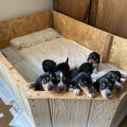 Beagle Puppies from Milissa's Beagles