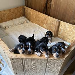 Beagle Puppies from Milissa's Beagles