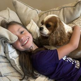 Cavalier King Charles Spaniel Puppies from Mapleview Cavalier King Charles Spaniels
