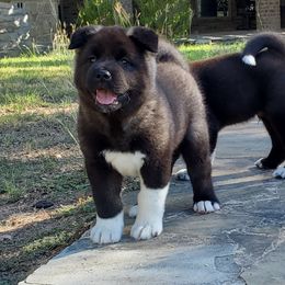 Akita Puppies from Folklore Akitas