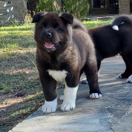 Akita Puppies from Folklore Akitas