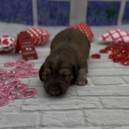 Red Longhair Male - Red male Dachshund puppy in Killeen, Texas from Southern Dachshunds