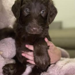 Labradoodle Puppies from CC Labradoodles