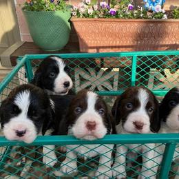 English Springer Spaniel puppies from Pridemark