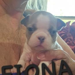 Fiona  Girl 1.(1st born) - Blue female Boston Terrier puppy in Versailles, Indiana from Benhams Bostons