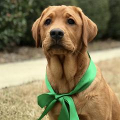 Labrador Retrievers from Boomerang Farm