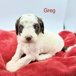 Greg - Parti male Goldendoodle puppy in Rome, Georgia from Victoria’s Designer Doodles