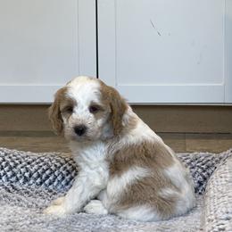 Marigold - Parti female Goldendoodle puppy in Sugarcreek, Ohio from True Hearted Doodles