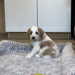 Marigold - Parti female Goldendoodle puppy in Sugarcreek, Ohio from True Hearted Doodles