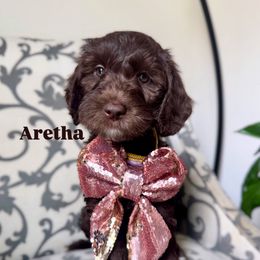 Australian Labradoodle Puppies from Kismet Labradoodles