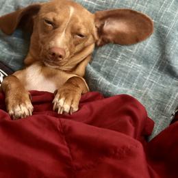 Dachshund Puppies from Ranchy Doxies