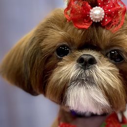 Shih Tzus from Pumpkin Patch Pups