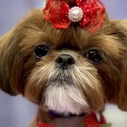 Shih Tzus from Pumpkin Patch Pups