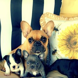 French Bulldog Puppies from Dreampups