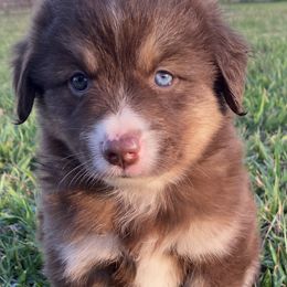 Miniature Australian Shepherd Puppies from P's Aussies