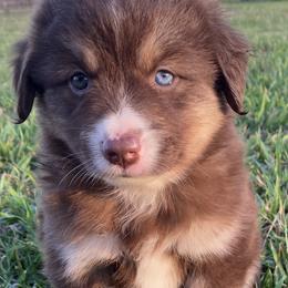 Miniature Australian Shepherd Puppies from P's Aussies
