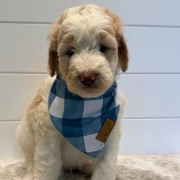 Brown Collar Boy - Yellow and white male Bernedoodle puppy in San Augustine, Texas from Vintage Doodles