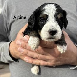Alpine - Tri-color male Bernedoodle puppy in Eagle Mountain, Utah from Liberty Farms Puppies