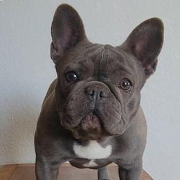 Zozo - French Bulldog