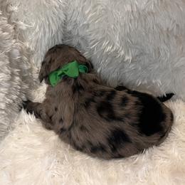 Mr. Green - Blue merle male Aussiedoodle puppy in Taylor, Missouri from Pawsitively Doodles