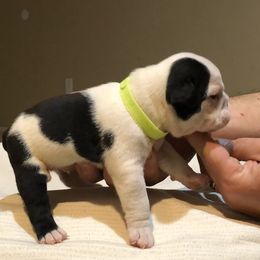 English Bulldog Puppies from Ruza's Bulldogs