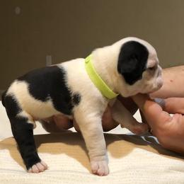 English Bulldog Puppies from Ruza's Bulldogs