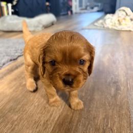 Barney - Ruby male Cavalier King Charles Spaniel puppy in Destin, Florida from Ruby’s Coastal Cavaliers