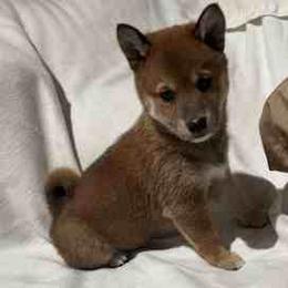 Scout - Red male Shiba Inu puppy in Tamarac, Florida from The Queen of Shibas