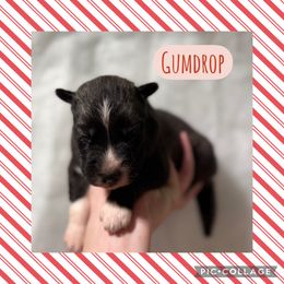Gumdrop - Agouti and white male Siberian Husky puppy in Southampton, New Jersey from First Frost Kennels