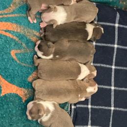 Boston Terrier puppies from Nettles Nuggets