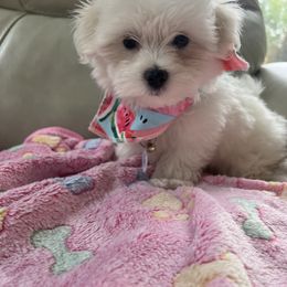 Coton de Tulear Puppies from Cotten's Sunset Kennels