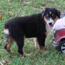 Houston - Black tri-color male Australian Shepherd puppy in Kansas, Oklahoma from Windy G Farm