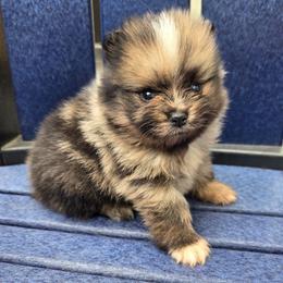Ryder - Blue merle male Pomeranian puppy in New Lenox, Illinois from Illinois Poms