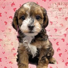 Midnight - Black and tan male Yorkipoo puppy in Coshocton, Ohio from Forever Family Puppies