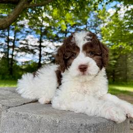 Red - Parti male Goldendoodle puppy in Hesperia, Michigan from Red Acres Poodles & Doodles
