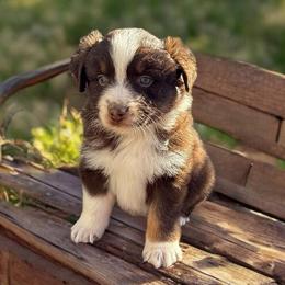 Aspen - Red tri-color female Australian Shepherd puppy in Statesville, North Carolina from Charming Australian Shepherds